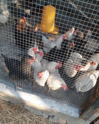 Galline