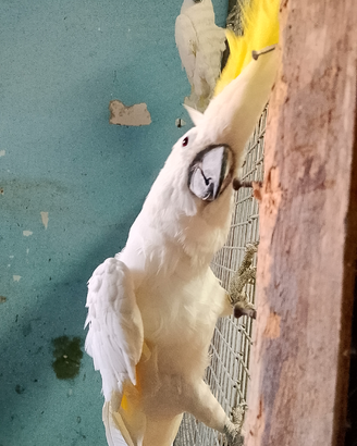 Cacatua