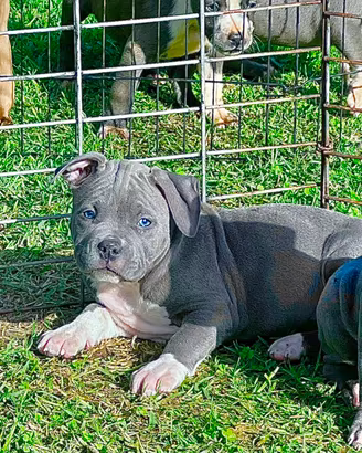 Amstaff blu occhi blu Pedigree ENCI