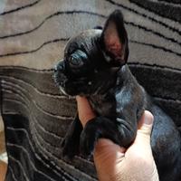 Bulldog francese
