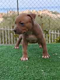 Pitbull 