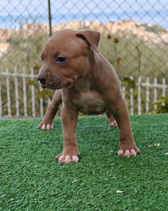 Pitbull 