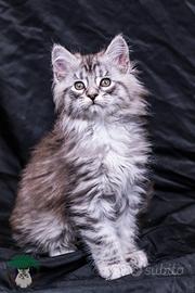 Cuccioli di Maine Coon