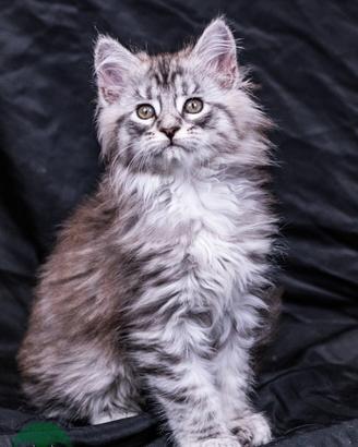 Cuccioli di Maine Coon