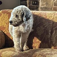 Lagotto Romagnolo per cucciolata