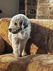 Lagotto Romagnolo per cucciolata