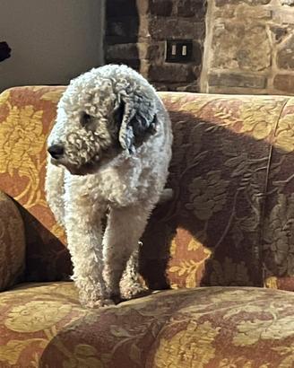Lagotto Romagnolo per cucciolata