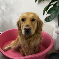 Golden Retriever nuova casa