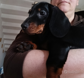 Cucciola di bassotto