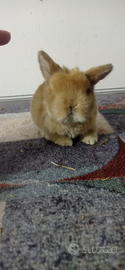 Cuccioli di coniglio minilop