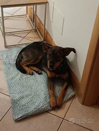 Zoe, cucciola di sette mesi