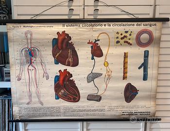 Poster didattico vintage - Sistema circolatorio