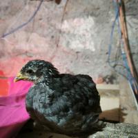 Pulcini Marans, Amrock e Livornese Exchequer