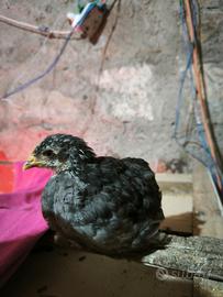 Pulcini Marans, Amrock e Livornese Exchequer