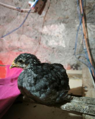 Pulcini Marans, Olive Egger e Livornese Exchequer