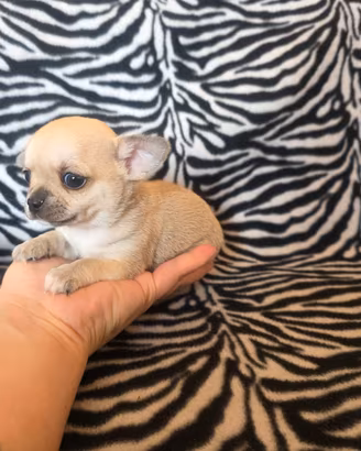 Chiahuahua maschio micro 70 giorni linea russa