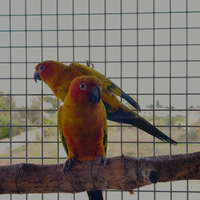 Pulli conuri del sole