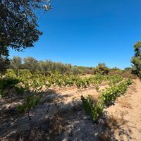 Terreno Edificabile a 500 metri dal Mare