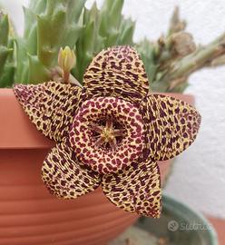 Talea di stapelia variegata