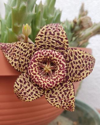 Talea di stapelia variegata