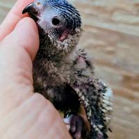 Lori arcobaleno allevati