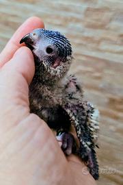 Lori arcobaleno allevati