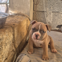 American bully