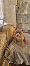 American bully