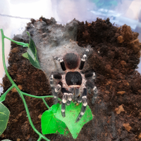 Migali /Tarantole /Ragni esotici