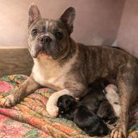 Bouldogue francesi bulldog