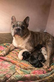 Bouldogue francesi bulldog