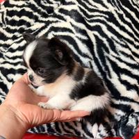 Chihuahua maschio pelo lungo bianco nero mini