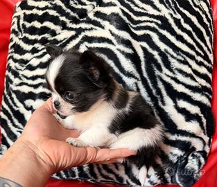 Chihuahua maschio pelo lungo bianco nero mini