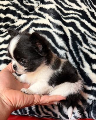 Chihuahua maschio pelo lungo bianco nero mini