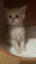 Cuccioli di Maine coon