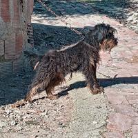 Jagd terrier