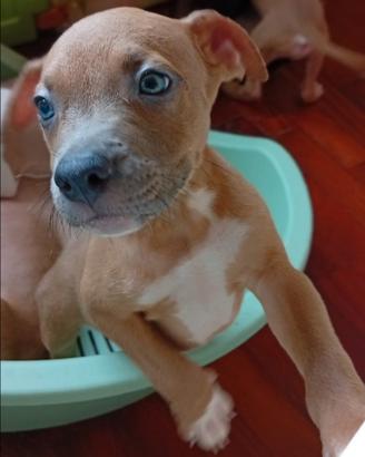 Cucciola Blue Fawn American Pitbull terrier