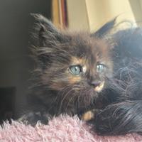 Stupendi Gattini Maine Coon