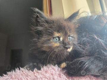 Stupendi Gattini Maine Coon