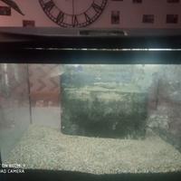 Aquario