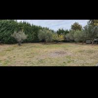 Terreno edificabile 1000 mq pianeggiante