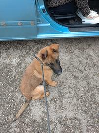 Pastore tedesco fulvo