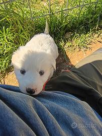 Cani cuccioli razza pastore maremmano