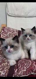 Gattini ragdoll