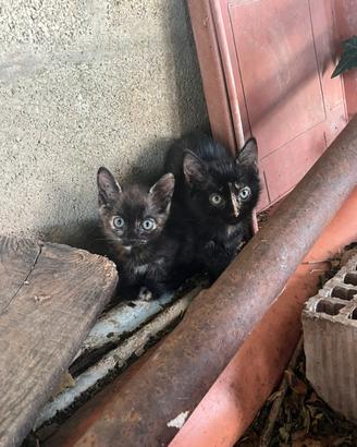 Gattini in adozione