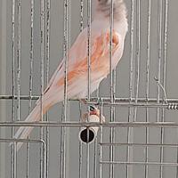 Canarini arlecchino portoghese