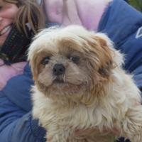 Luce e Orsetta taglie piccole in adozione