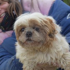 Luce e Orsetta taglie piccole in adozione