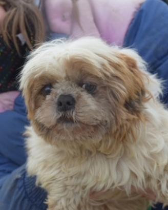 Luce e Orsetta taglie piccole in adozione