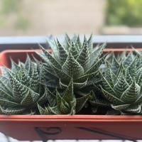 Piante grasse - aloe aristata